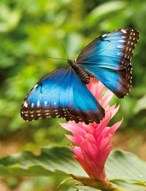 The Blue Emperor Butterfly. Photo: Tzooka/Shutterstock.com | Butterfly wallpaper, Beautiful ...