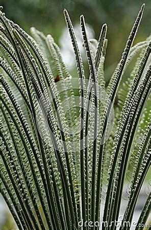 Cycads Royalty-Free Stock Photo | CartoonDealer.com #43082535