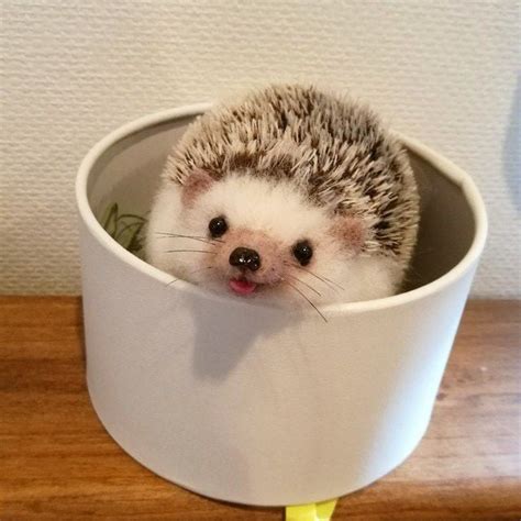 Smiling hedgehog 🥺 : r/cuteanimals