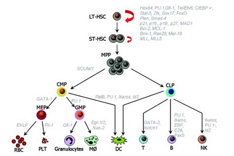 Hematopoietic Stem Cells - Creative Diagnostics