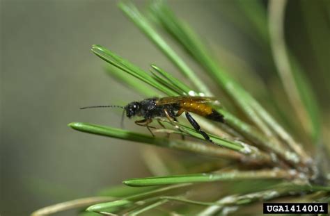 Sirex Woodwasp – Profile and Resources | Invasive Species Centre