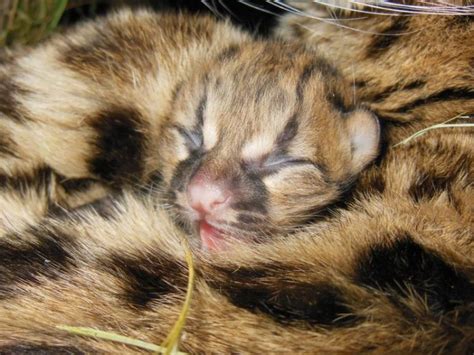 Rare Margay Cat Gives Birth to Healthy Kitten at Animal Sanctuary ...