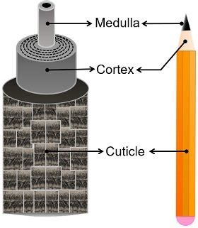 Layers of Hair Shaft - Cuticle, Cortex and Medulla - Biology Reader