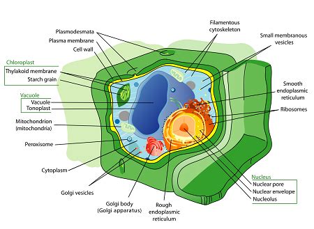 Robert Brown & Cell Theory | Background, Discovery & Contributions ...