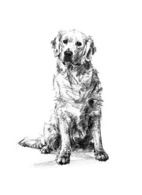 Golden retriever sitting - charcoal sketch ORIGINAL