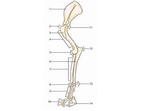 Bones of the Forelimb Diagram | Quizlet