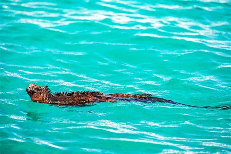 Swimming Marine Iguana Photograph by Jess Kraft - Fine Art America