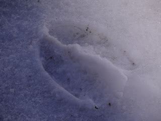 Walking Through the Woods: Moose tracks in the snow!