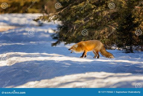 A Red Fox hunts in snow stock photo. Image of animal - 127170566