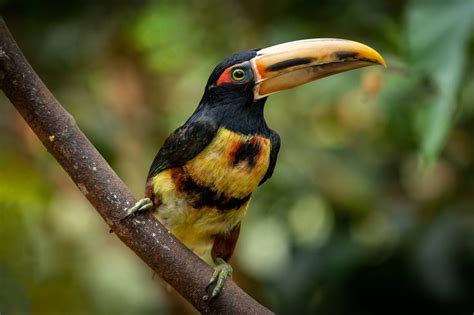 Collared Aracari [OC] : PicsOfUnusualBirds