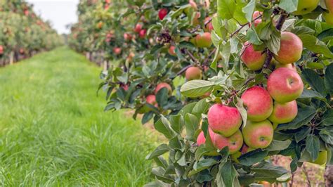 Apple orchards near DC, Maryland and Virginia | wusa9.com