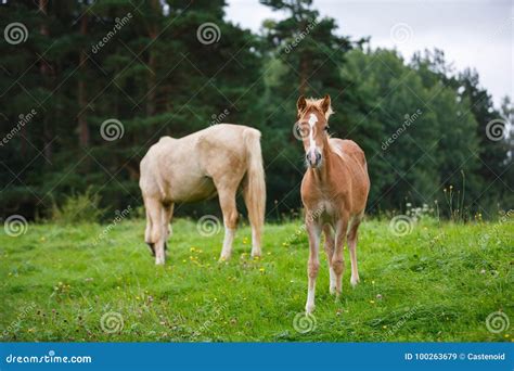 Foal with her mother stock image. Image of mane, animal - 100263679