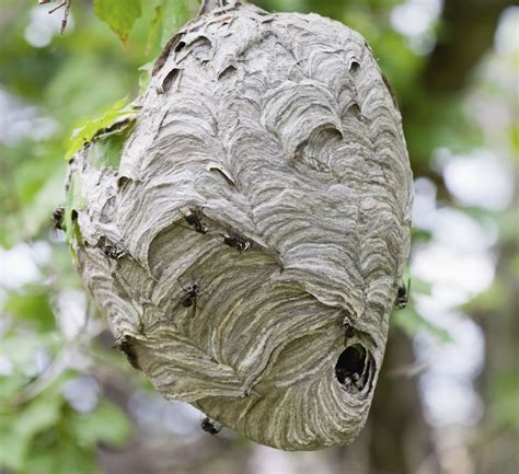 Bald Faced Hornet Facts | Bald Faced Hornet Control | TERRO®