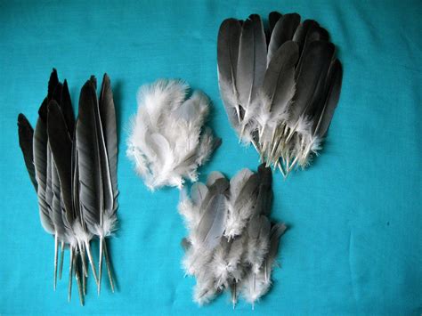 Wood pigeon feathers 120 feathers pigeon feathers from | Etsy