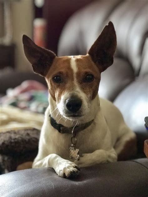 Mr Peabody - Small Male Fox Terrier x Jack Russell Terrier Mix Dog in NSW - PetRescue