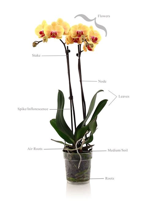 Moth Orchid Anatomy