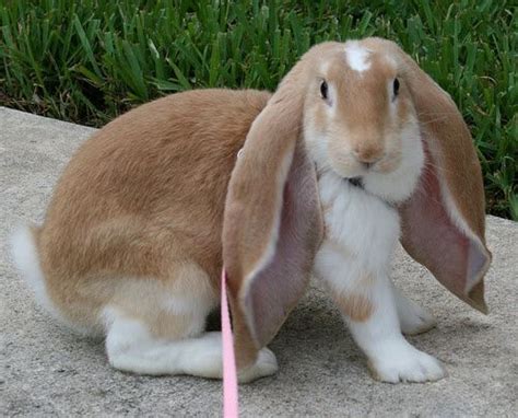 English Lop Rabbit: Facts, Temperament, and Care, with Pictures