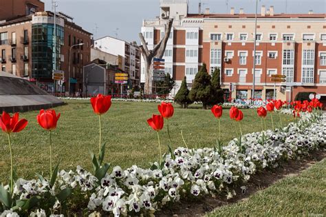 Alrededor de 40.000 flores de temporada embellecerán Guadalajara en primavera | Guada News