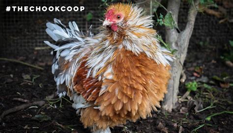 The Ultimate List of Chicken Breeds Available in Australia