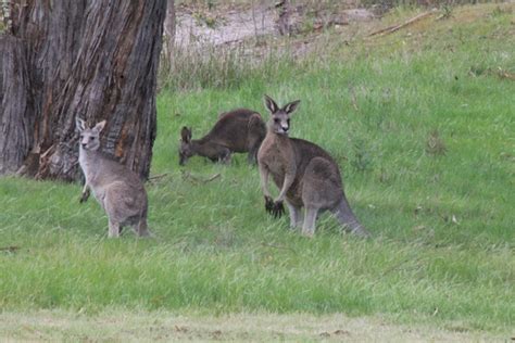 “Who’s Who” in the New Kangaroo Mob – Fifteen Acres