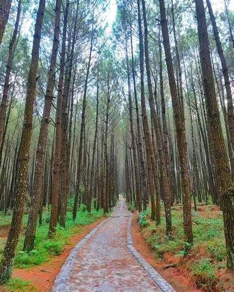 Hutan Pinus: Menikmati Keindahan Alam di Tengah Hutan