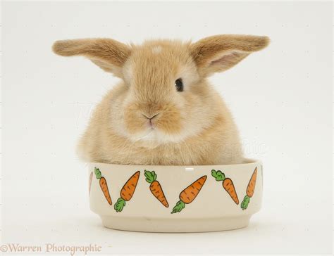 Sandy Lop baby rabbit in a food bowl photo WP10566