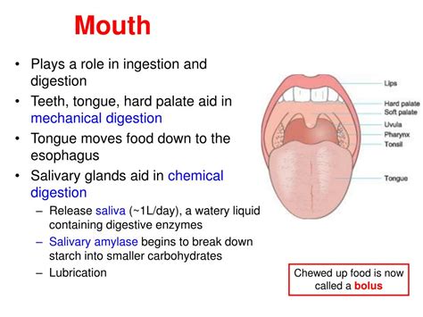 PPT - The Digestive System PowerPoint Presentation, free download - ID ...