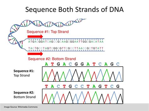 PPT - LESSON 9: Analyzing DNA Sequences and DNA Barcoding PowerPoint Presentation - ID:9142592