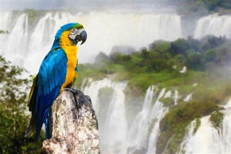 9-Day Iguazú Falls, Argentina and Brazil Tour | Say Hueque