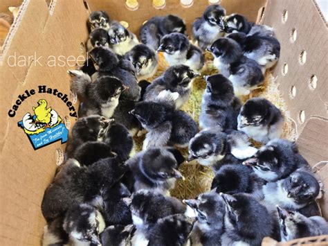 Dark Aseel (Asil) Chicken - Chicks for Sale | Cackle Hatchery®