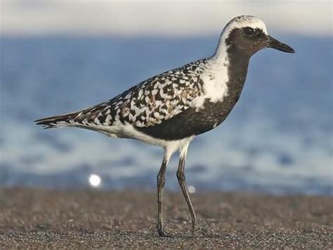 Charadriidae Browse by Family, All About Birds, Cornell Lab of Ornithology