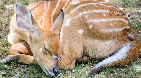 When Do Deer Sleep? Sleeping Habits