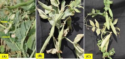 Frontiers | Heat stress tolerance in peas (Pisum sativum L.): Current ...