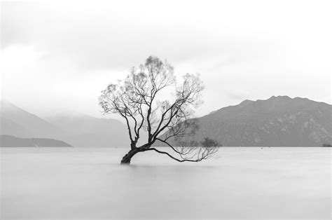 The Wanaka Tree, Lake Wanaka | Morten Ross