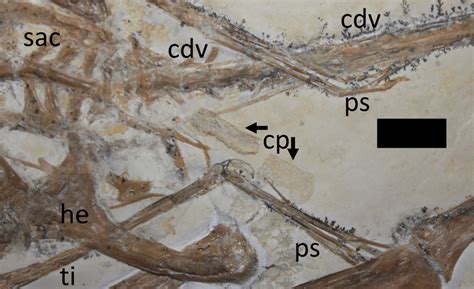 Close-up of hindlimbs and associated region. Abbreviations as per Fig.... | Download Scientific ...