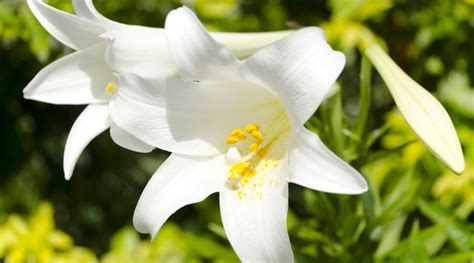 How to Plant, Grow, and Care for Easter Lilies