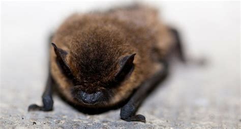 4 Important Facts About Little Brown Bats Role in Ecosystem