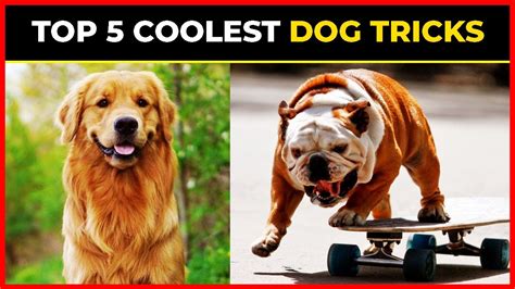 TOP 5 COOLEST DOG TRICKS | Tita's Top 5 - YouTube