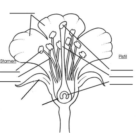 Blank Flower Diagram Picture - ClipArt Best