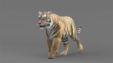 3D Tiger Animated model — Missset