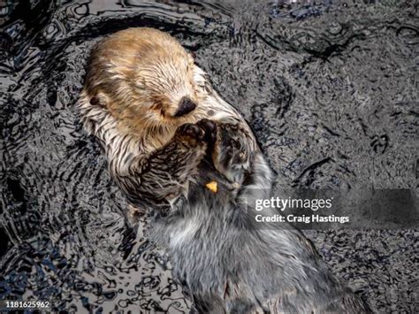 117 Happy Otters Stock Photos, High-Res Pictures, and Images - Getty Images