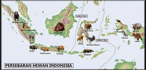 Peta Persebaran Flora Dan Fauna Di Indonesia Beserta Jenis Dan Gambarn ...