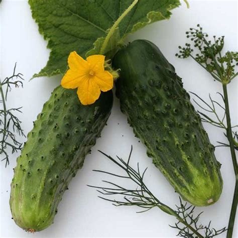 Organic Sumter Cucumbers - 1/4 LB ~3,500 Seeds - Organic, Heirloom ...