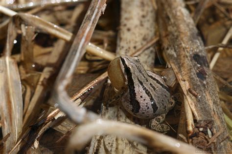 Boreal Chorus Frog (Pseudacris maculata) - Psychotic Nature