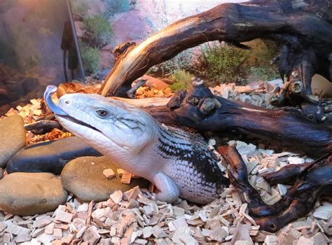 Blue-Tongued Skinks: Low Maintenance Pets - Earth.com