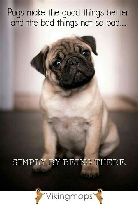 Pin by Karen A on Pug Love | Pugs, Pug quotes, Pug puppies