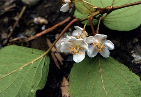 Actinidiaceae