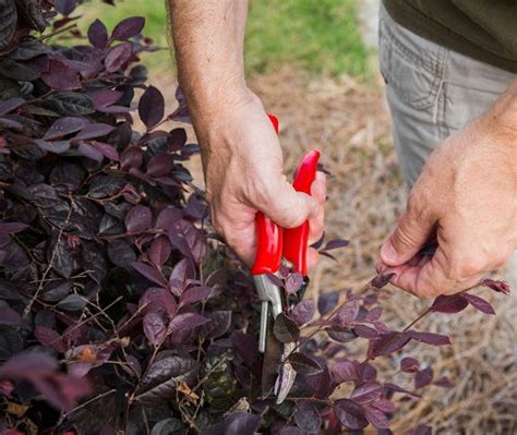 When and How To Prune Loropetalum | Loropetalum Pruning Guide