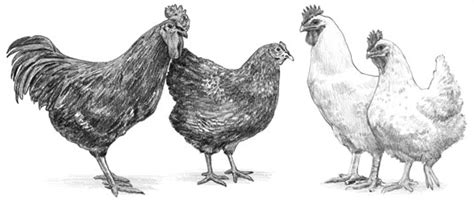 Best Chicken Breeds to Raise for the Meat - dummies