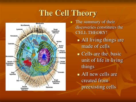 PPT - CELL STRUCTURE AND FXN PowerPoint Presentation, free download ...